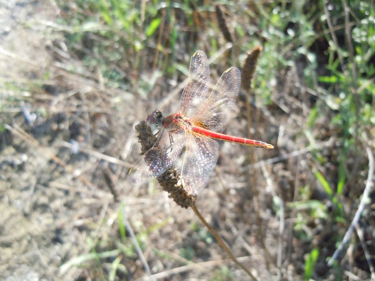 Sympetrum fonscolombii maschio e femmina?